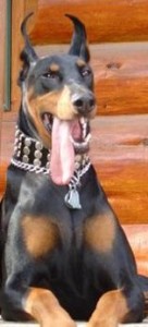 doberman