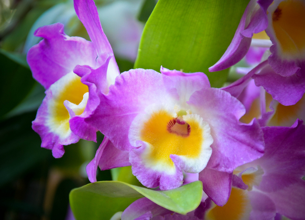 orchidea_gialla_viola